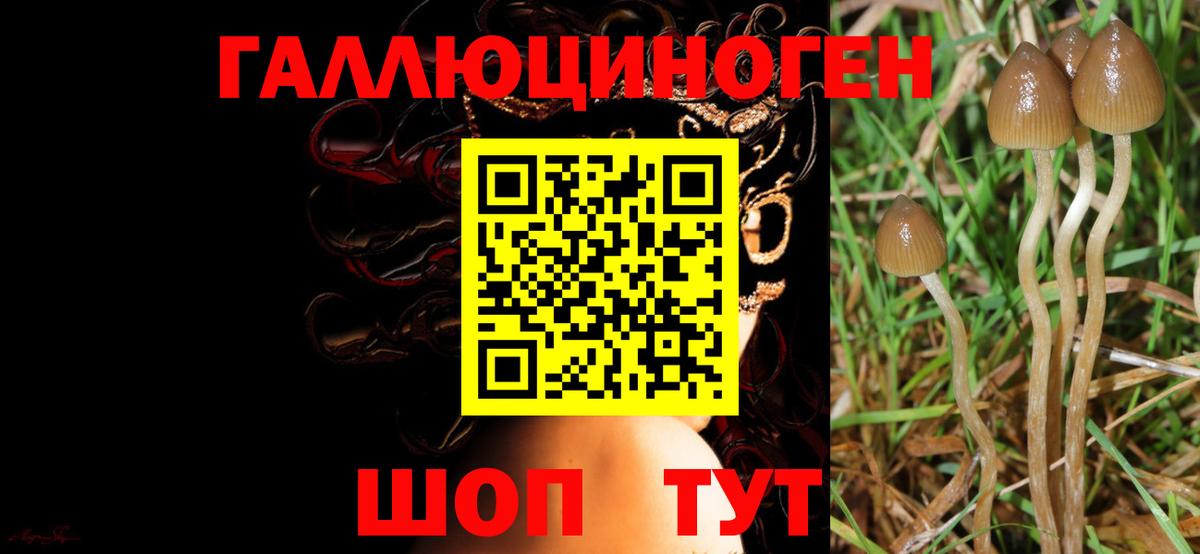 Луховицы  Галлюциногенные грибы Psilocybe  Вход с VPN  Псилоцибиновые грибы Psilocybine cubensis 